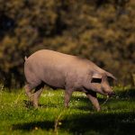 ¿Por qué los musulmanes no comen cerdo?